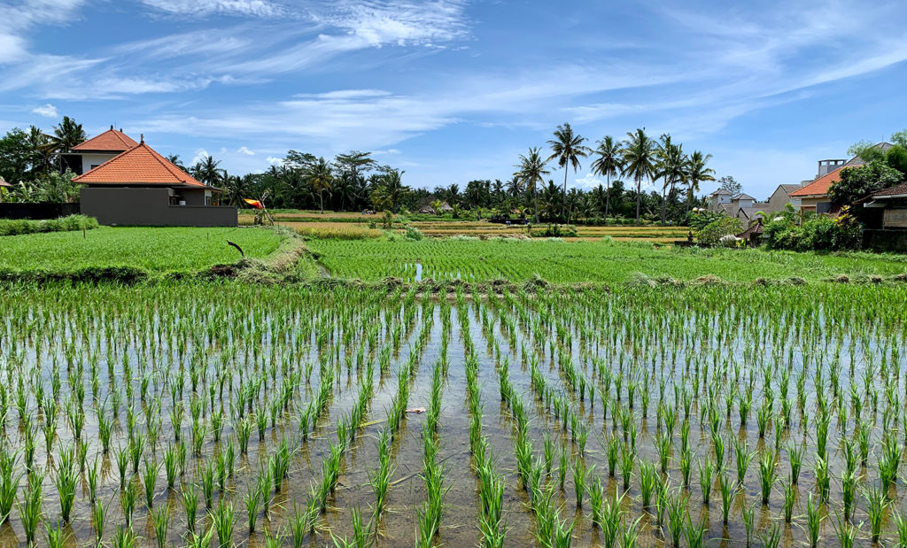 view of ubud