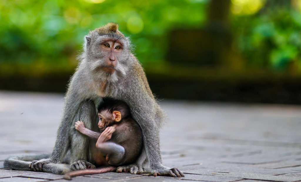 ubud bali