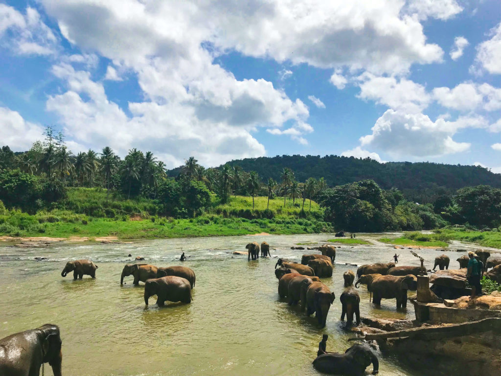 elephants in sri lanka