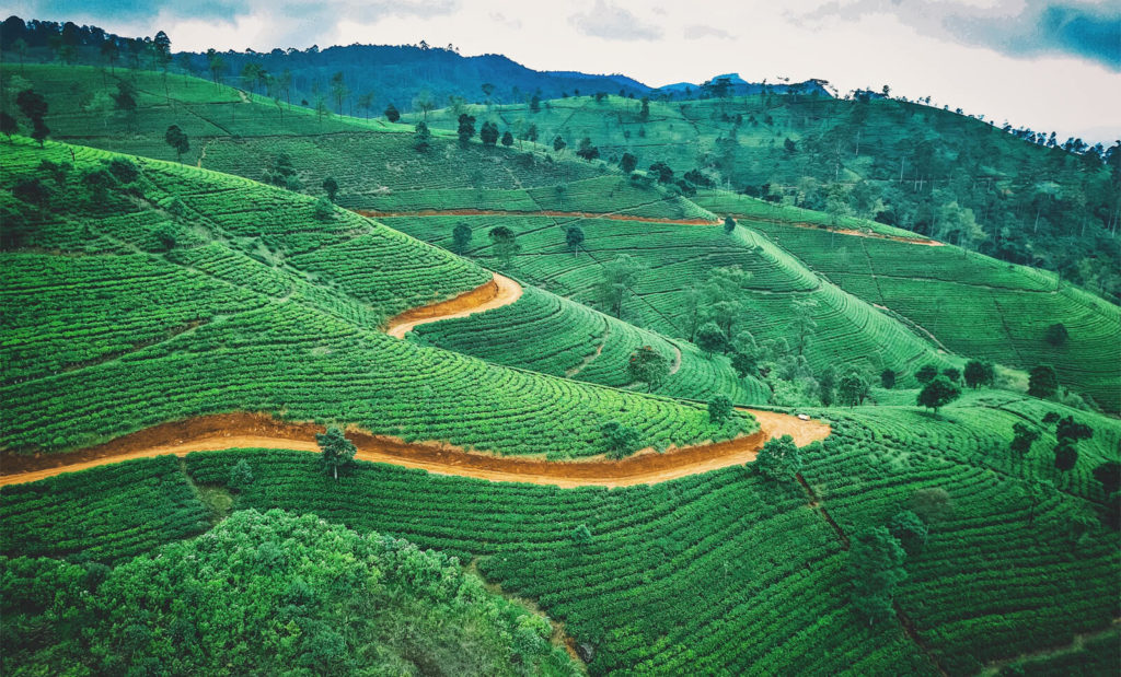 field in sri lanka