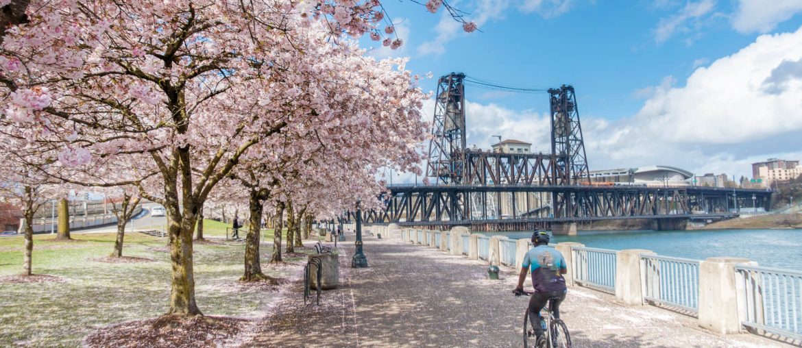 A person biking under cherry blossom trees along a river with a steel bridge in the background on a sunny day after a recent relocation.