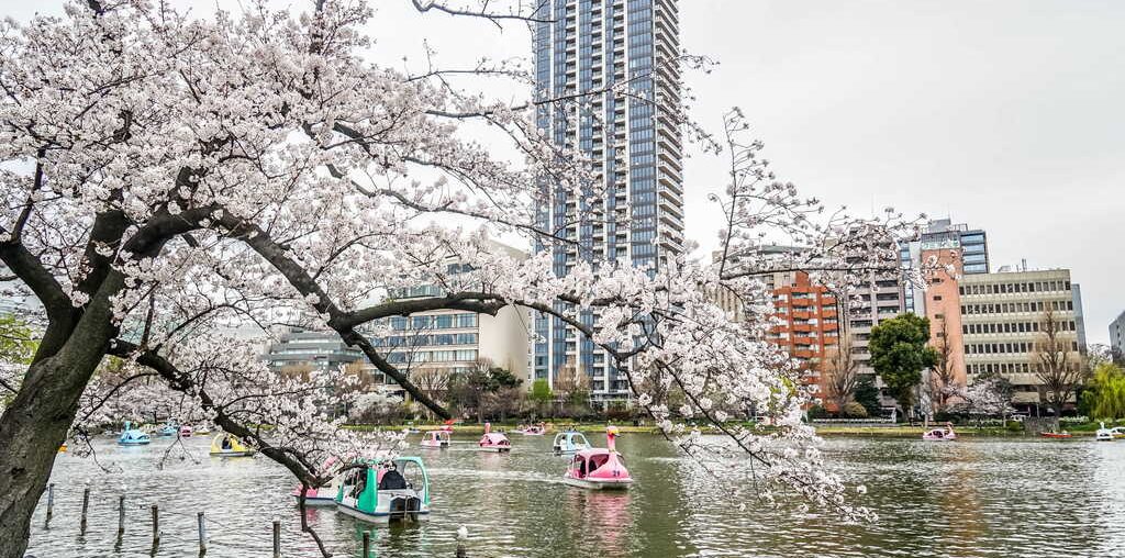 Cherry blossoms in bloom by a Tokyo pond, with swan pedal boats and high-rise apartment towers in the background.