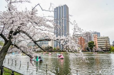 Cherry blossoms in bloom by a Tokyo pond, with swan pedal boats and high-rise apartment towers in the background.