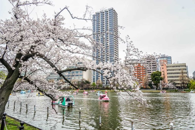 Cherry blossoms in bloom by a Tokyo pond, with swan pedal boats and high-rise apartment towers in the background.